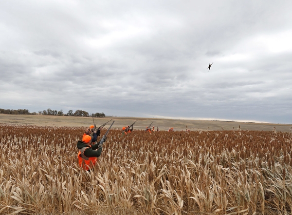 Some Farmers Optimistic About Pheasant Numbers